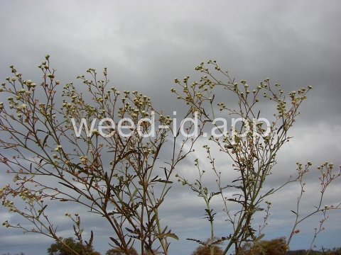 parthenium, ragweed
